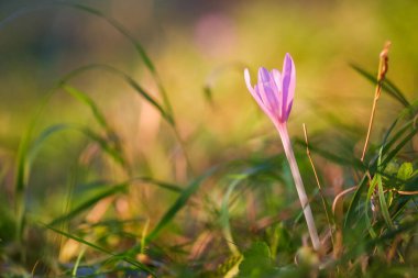 Sonbahar çiğdem mor çiçek arka plan 