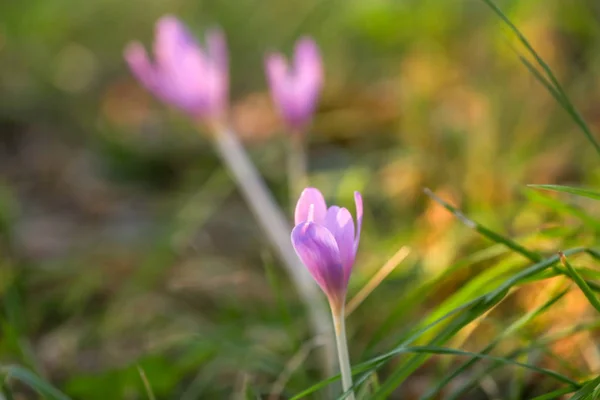 Herbst Krokus Lila Blume Hintergrund — Stockfoto