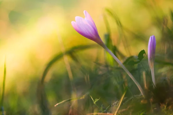 Herbst Krokus Lila Blume Hintergrund — Stockfoto