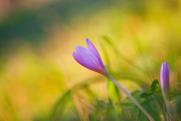Herbst Krokus Lila Blume Hintergrund — Stockfoto