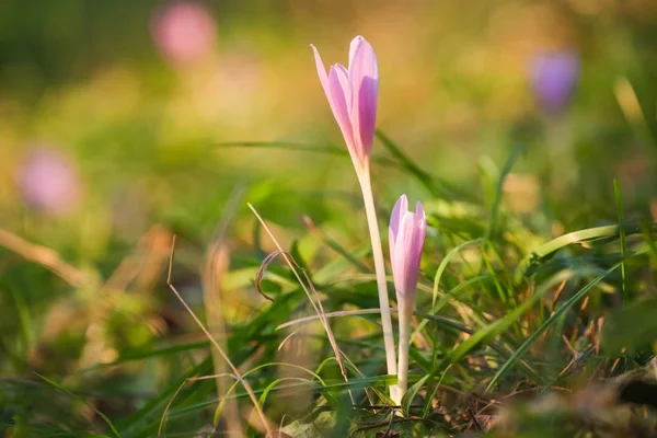 Automne Crocus Fond Fleur Pourpre — Photo