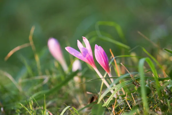 Herbst Krokus Lila Blume Hintergrund — Stockfoto