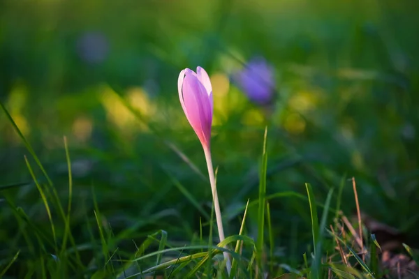 Outono Crocus Roxo Flor Fundo — Fotografia de Stock