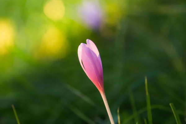 Herbst Krokus Lila Blume Hintergrund — Stockfoto