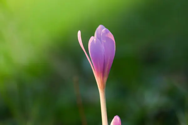 Sonbahar Çiğdem Mor Çiçek Arka Plan — Stok fotoğraf