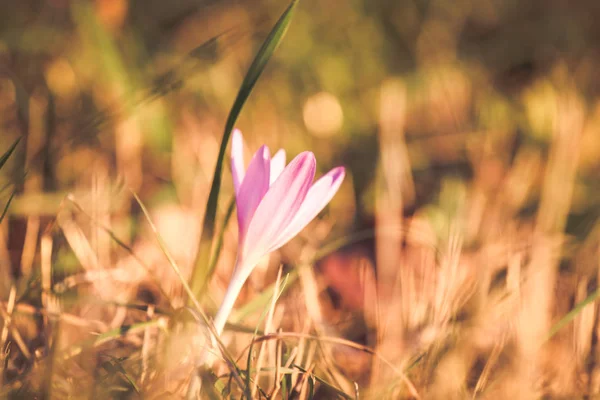 Herbst Krokus Lila Blume Hintergrund — Stockfoto