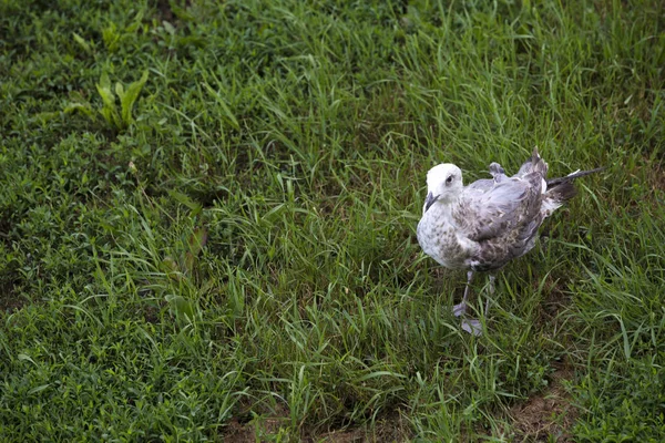 Gaivota Jovem Grama Verde — Fotografia de Stock