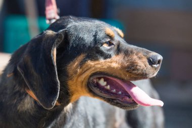 Mutlu kurtarma ve evlat edinilmiş siyah köpek. Yavru köpek gözleri.