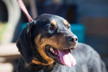 Mutlu kurtarma ve evlat edinilmiş siyah köpek. Yavru köpek gözleri.