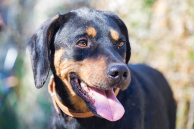 Mutlu kurtarma ve evlat edinilmiş siyah köpek. Yavru köpek gözleri.
