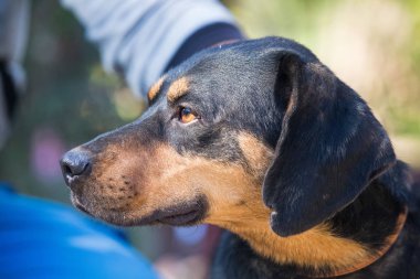 Mutlu kurtarma ve evlat edinilmiş siyah köpek. Yavru köpek gözleri.