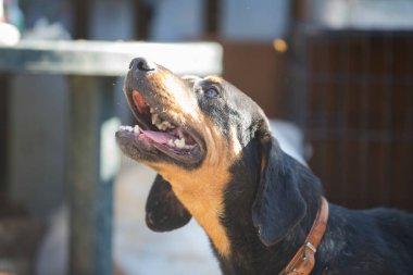 Mutlu kurtarma ve evlat edinilmiş siyah köpek. Yavru köpek gözleri.