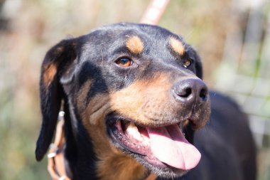 Mutlu kurtarma ve evlat edinilmiş siyah köpek. Yavru köpek gözleri.