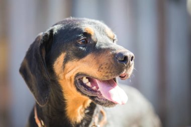 Mutlu kurtarma ve evlat edinilmiş siyah köpek. Yavru köpek gözleri.