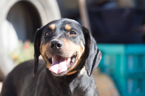 Šťastná Záchrana Adoptovaný Černý Pes — Stock fotografie