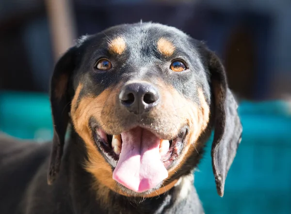 Feliz Rescate Adoptado Perro Negro Ojos Cachorro — Foto de Stock