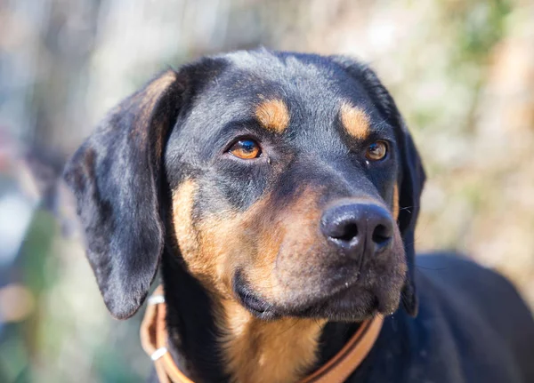 Happy rescue and adopted black dog.Puppy eyes