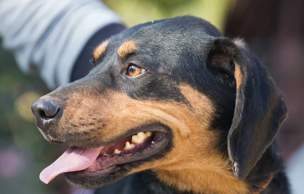 Šťastná Záchrana Adoptovaný Černý Pes — Stock fotografie