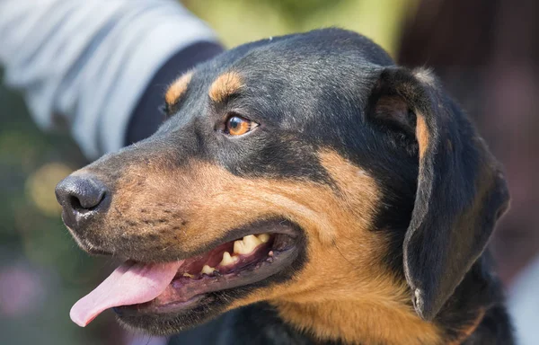 Joyeux Sauvetage Adopté Chien Noir Yeux Chiot — Photo