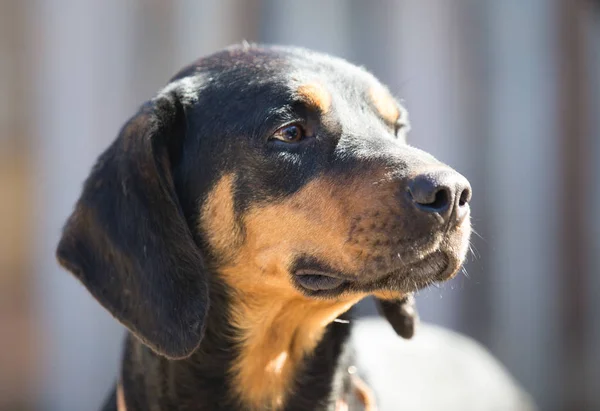 Feliz Rescate Adoptado Perro Negro Ojos Cachorro — Foto de Stock