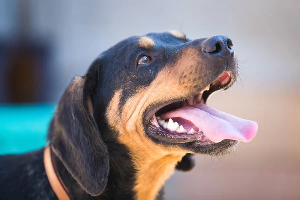 Joyeux Sauvetage Adopté Chien Noir Yeux Chiot — Photo