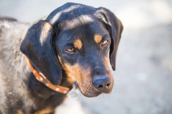 Joyeux Sauvetage Adopté Chien Noir Yeux Chiot — Photo