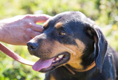 Mutlu sonbahar tarlasında evlat edinilmiş siyah köpek