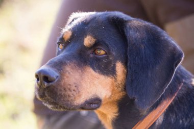 Mutlu sonbahar tarlasında evlat edinilmiş siyah köpek