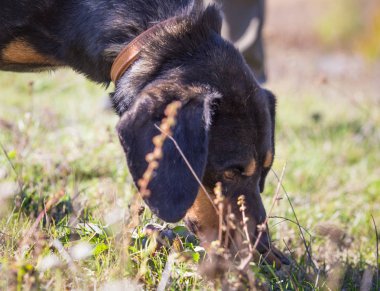 Mutlu sonbahar tarlasında evlat edinilmiş siyah köpek