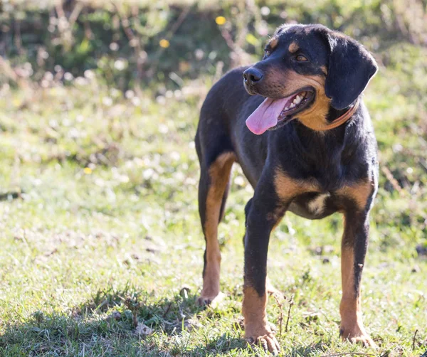 Šťastný Adoptovaný Černý Pes Podzimním Poli — Stock fotografie