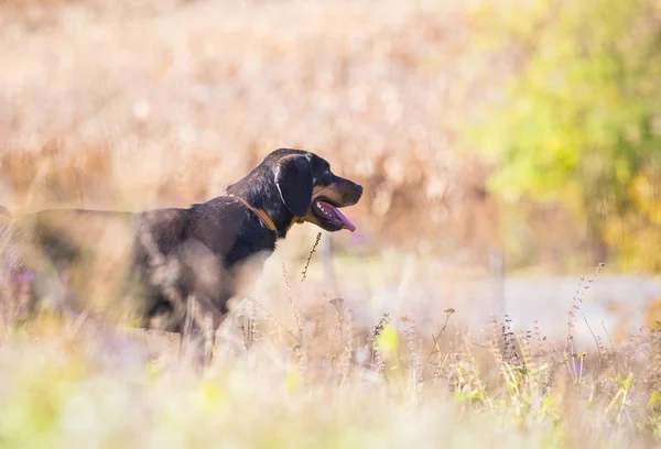 Szczęśliwy Przyjęty Czarny Pies Jesiennym Polu — Zdjęcie stockowe