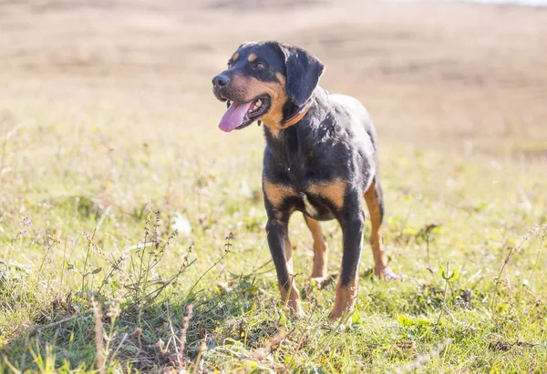 Race De Chien De Chasse Allemand Wirehaired Pointer