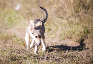 Tarlada evlat edinilen mutlu köpek