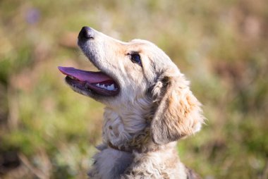 Tarlada evlat edinilen mutlu köpek