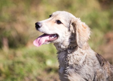 Tarlada evlat edinilen mutlu köpek