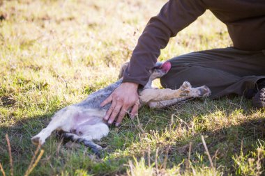 Tarlada evlat edinilen mutlu köpek