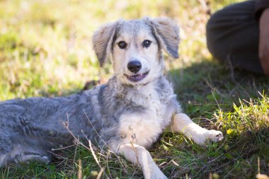 Tarlada evlat edinilen mutlu köpek