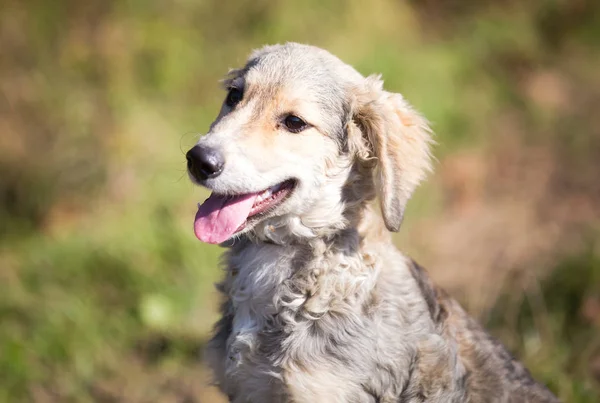 Szczęśliwy Pies Adoptowany Polu — Zdjęcie stockowe