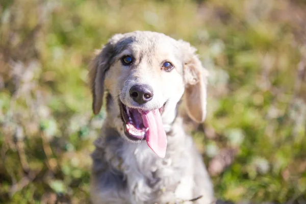 Happy adopted dog on a field