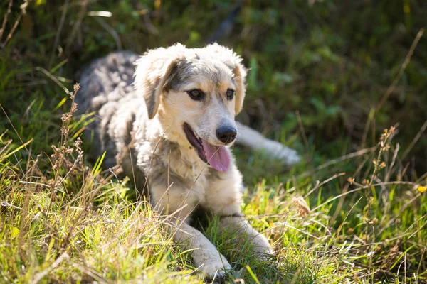 Happy adopted dog on a field