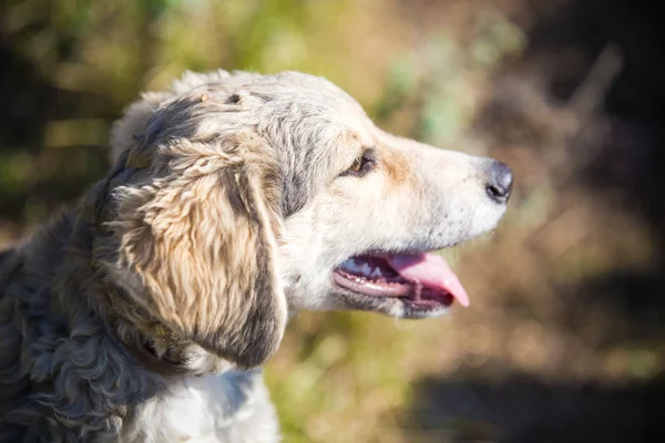 Szczęśliwy Pies Adoptowany Polu — Zdjęcie stockowe