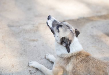 Meraklı melez, mutlu evlatlık köpek.