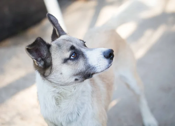 Curious mixbreed happy adopted dog