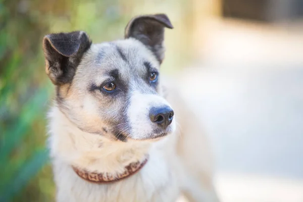 Curioso Mixbreed Feliz Perro Adoptado — Foto de Stock