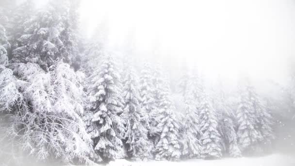 Hiver Pays Des Merveilles Sapins Neigeux — Video