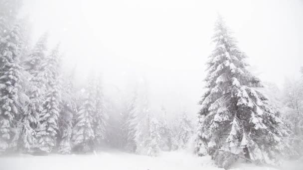 Winter Wonderland Snowy Fir Trees — Stock Video