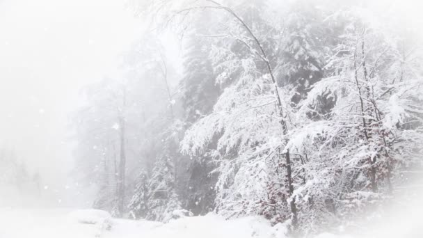 Зимова Країна Чудес Снігові Ялинки — стокове відео