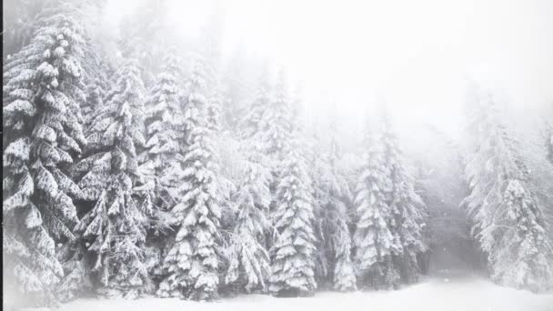 Paese Delle Meraviglie Invernali Abeti Innevati — Video Stock