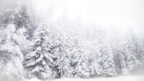 Winter Wonderland Snowy Fir Trees — Stock Video