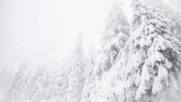 Paese Delle Meraviglie Invernali Abeti Innevati — Video Stock